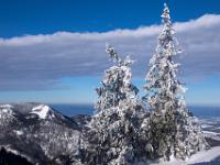 Zwei eisüberzogene Tannen vor Winterkulisse